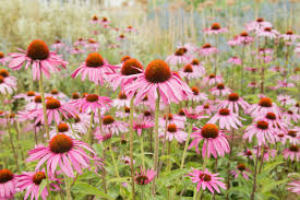 Walmart.com has been visited by 1m+ users in the past month Low Maintenance Perennials For Your Southern Garden Southern Living