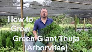 Tall thuja green giant arborvitae. How To Grow Green Giant Thuja Arborvitae With Detailed Description Youtube