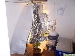 Cheap cfl grow light setup. Poor Man S Cfl Closet Grow First Plant 420 Magazine