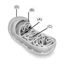 We did not find results for: The Figure Above Shows The Structure Of A Mitochondrion With Its Four Parts Labeled A B C And D Select The Part Correctly Matched With Its Function