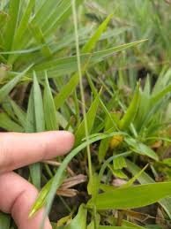 Image result for Sacciolepis indica