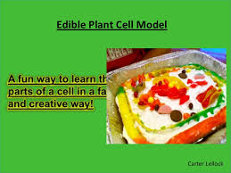 Making this plant cell model proved to be much more fun than the styrofoam animal cell i made with his older sister a couple of years ago! Edible Cell Presentation