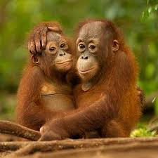 Orang utan kecil itu menetek kepadaku di sepanjang siangrasanya geli juga teteku dikulum kulumnyaada perbedaan antara menyusui saat hamil dan tidak hamil.dan sepanjang hari itu tampak biasa biasa saja, dan haripun berlalu dengan cepat. Manukan Island Kota Kinabalu 2021 What To Know Before You Go With Photos Tripadvisor