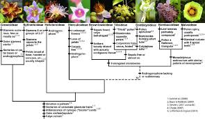 Image result for Malvaceae subfamily Grewioideae