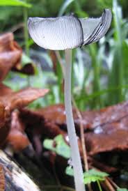 Image result for Coprinus lagopus