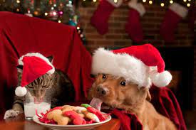 20 Cute Funny Cats Dogs Celebrating Christmas To Make You Smile Christmas Cat Photos Dog Christmas Pictures Christmas Dog