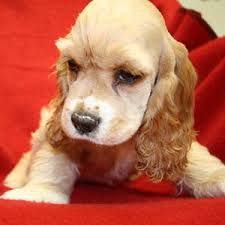 Raising cocker spaniel puppies since 1992 , many colors to choose from. Parti Colored Cocker Spaniel Puppies For Sale The Red Gene Making Sense Of Spaniel Genetics Sporting Shooter Also Gently Handle Your Puppy S Paws Early On