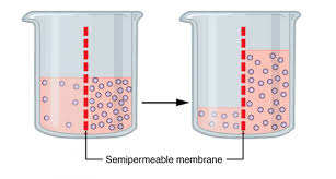 Osmosis (countable and uncountable, plural osmoses). Scientists Say Osmosis Science News For Students