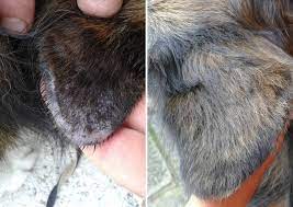 Effective Tips For Preventing And Treating Dry Skin On Dogs