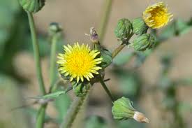Image result for Sonchus oleraceus