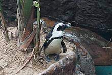 Blushes of orange and yellow mark the necks of emperor and king penguins. African Penguin Wikipedia