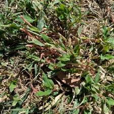Image result for Urochloa panicoides
