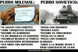 Pin De Jose Ugarte En Momazos Perros Don Meme Peleas