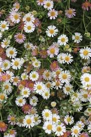 Image result for Erigeron karvinskianus