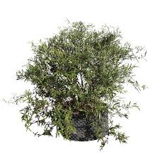 Image result for Buddleja saligna