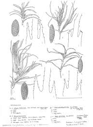 Image result for Najadaceae