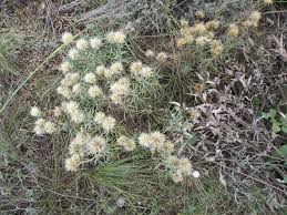 Image result for Dewildemania filifolia