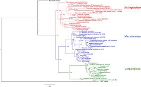 Image result for Apocynaceae subfamilies Apocynoideae and Rauvolfioideae