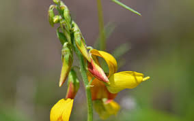 Image result for Crotalaria insignis