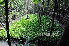 Papua menjadi pulau kedua terbesar di dunia. Konservasi Mangrove Harus Menyentuh Perekonomian Masyarakat Republika Online