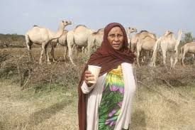 There are 623 stuffed camel for sale on etsy, and they cost $23.99 on average. Camel Milk Is A Healthy Investment Nation