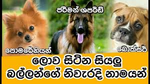 Maybe you would like to learn more about one of these? True Names Of Dogs In Sinhala Youtube