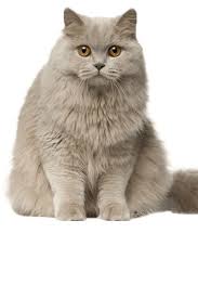 British longhair cats are loyal, loving pets with sweet faces and relaxed attitudes. British Longhair Cat Breed Information Uk Pets