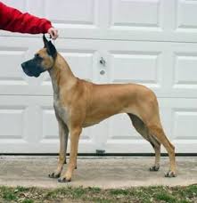 They will be fawn with a black mask and brindle.my female ricca is a beautiful. 6 Best Great Dane Breeders In The United States 2021 We Love Doodles