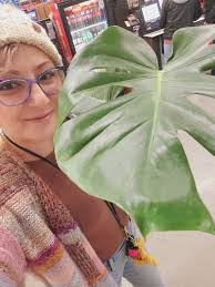 Monstera deliciosa plant growth