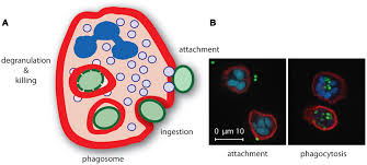 What is the process of phagocytosis? Frontiers Neutrophil Mediated Phagocytosis Of Staphylococcus Aureus Immunology