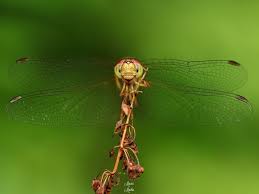 Image result for Libellulidae