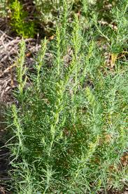 Image result for Suaeda