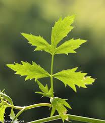 Image result for Berula erecta