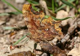 Image result for Polygonia c-album