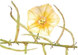 Image result for Philyrophyllum schinzii