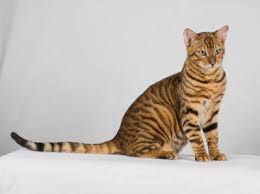 Check spelling or type a new query. Toyger Cat Animals Library
