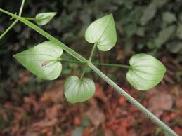 Image result for Rubia cordifolia