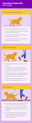 Ashok mahto, founder of cp vet, answers the very frequently asked question, when can i take my puppy outside for. How To Leash Train Your Puppy