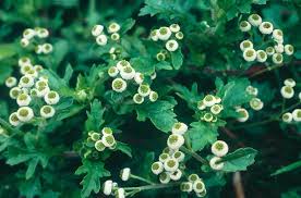 Image result for Dichrocephala