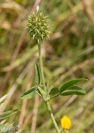 Image result for Trifolium squarrosum