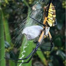 Looking for a new garden spade? Got Garden Spiders Here S Why That S A Good Thing Growjourney