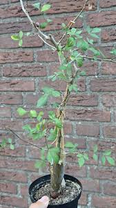Image result for Commiphora pteleifolia