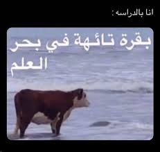 ههههههههههههههههههههههههههههههههههههههههه Funny Picture Jokes Funny Photo Memes Memes Funny Faces