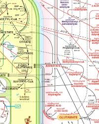 Metabolic Pathways Chart