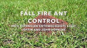Carpenters will forage up to 100 yards away from their nest and protect that territory from other colonies (excluding the colony of original. Fire Ant Control Methods In Arkansas Research Based Methods To Treat For Fire Ants