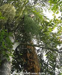 Image result for Caryota urens