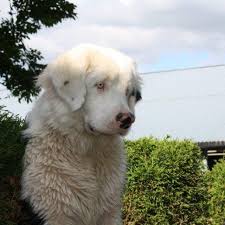 Bernese Mountain Dog Black Brown And White Dog Breeds A Beautiful Little Lady Albino Bernese Mt Dog Dog Breeds Unusual Dog Breeds Albino Dog