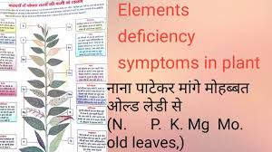 Nutrients Deficiency Symptoms In Plant