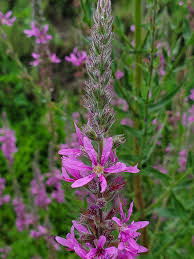 Image result for Salacia luebbertii