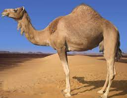 How do i reuse the contexttestsupport class in my unit tests? How The Camel Got His Hump Prime News Ghana